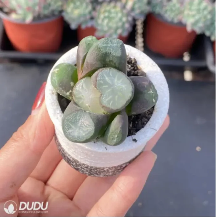 Haworthia Peerless - Image 3