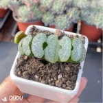 Haworthia Yu Ji - Image 3