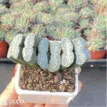 Haworthia fundamental - Image 3