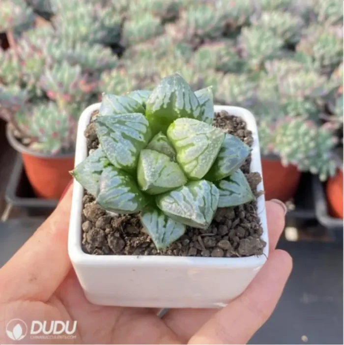 Haworthia Kyo no Nian - Image 3