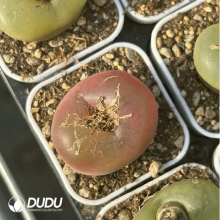 Conophytum-maughanii - Image 3