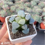 Haworthia Snow demon - Image 3