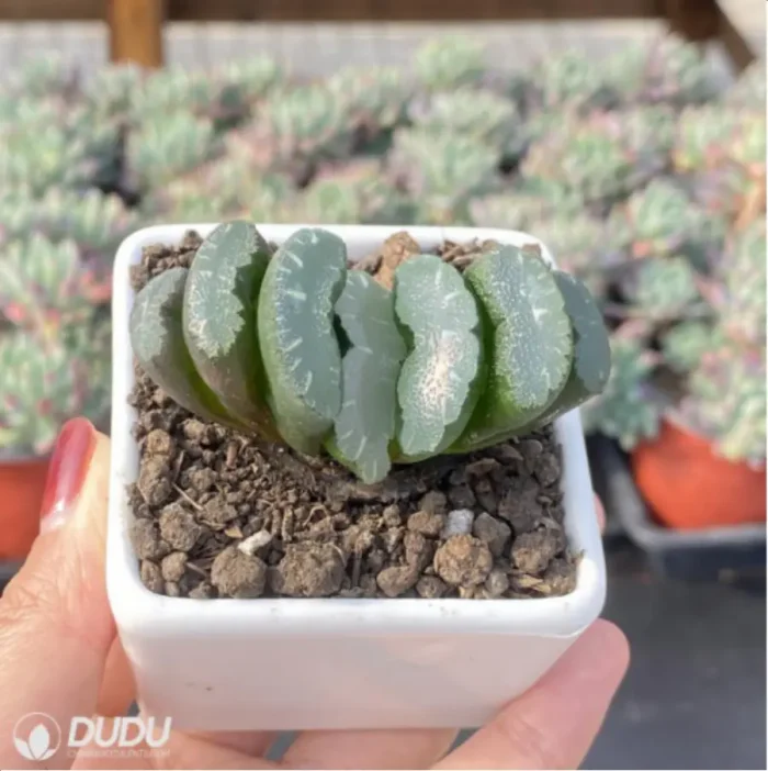 Haworthia Overlord Jade Fan - Image 3