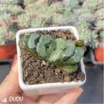 Haworthia Madama Butterfly - Image 3