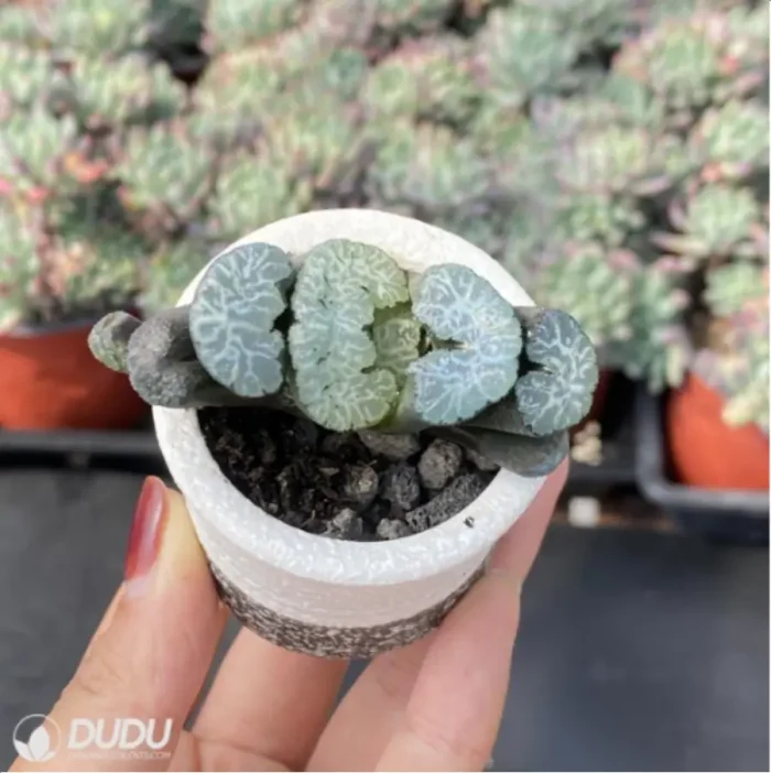 Haworthia Pope - Image 3