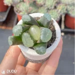 Haworthia White Fuji - Image 3