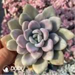 Graptoveria'Opalina’Watermelon Variegated - Image 3