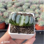 Haworthia Orbiculata - Image 3