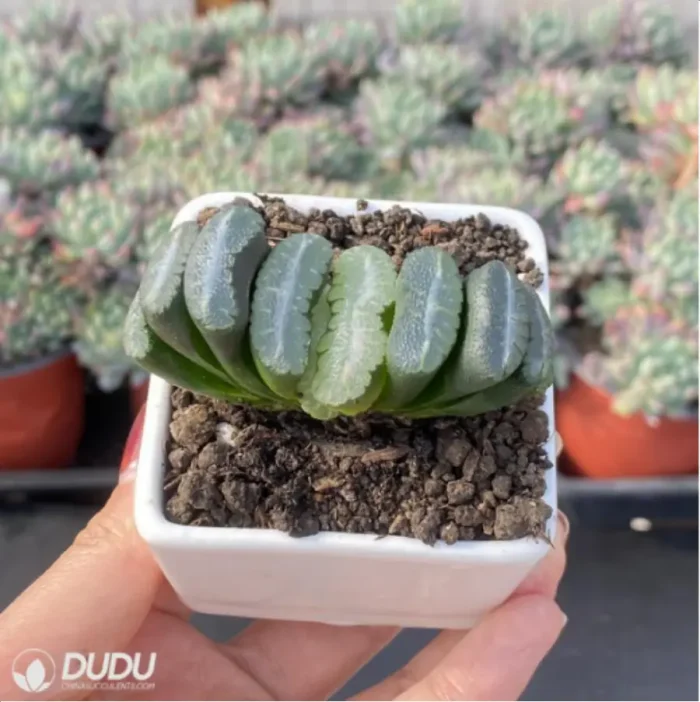 Haworthia Orbiculata - Image 3