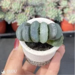 Haworthia Snow wolf - Image 3