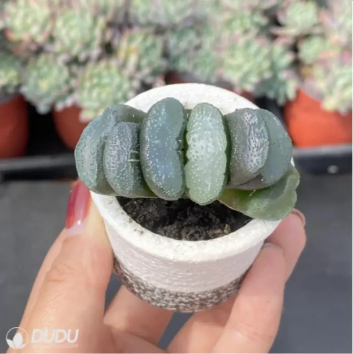 Haworthia Snow wolf - Image 3