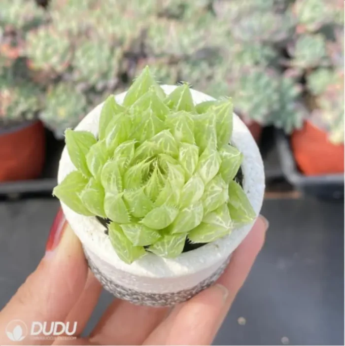 Haworthia decipiens var. decipiens - Image 3