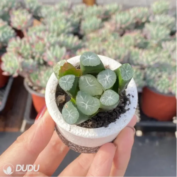 Haworthia dragon pattern - Image 3