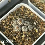Conophytum-ink 5-10heads - Image 3