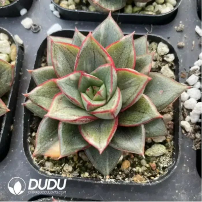 Echeveria Monocerotis Variegated - Image 3