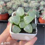 Haworthia Flurry - Image 3