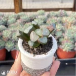 Haworthia Pluto - Image 3