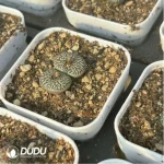 Conophytum-ink 2-5heads - Image 3