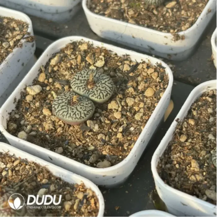 Conophytum-ink 2-5heads - Image 3