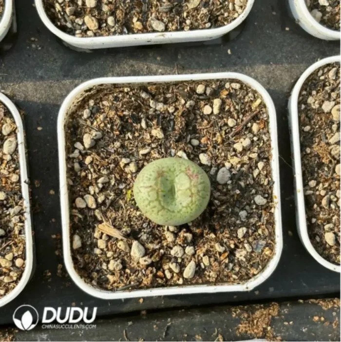 Conophytum-ficiforme - Image 3