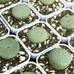 Conophytum-
Sesame cake - Image 3