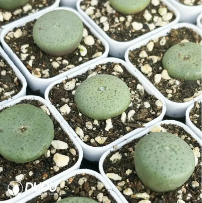 Conophytum-
Sesame cake - Image 3