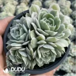 Echeveria onslow variegated clustering - Image 3