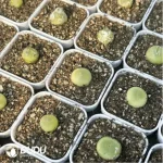 Conophytum-ratum - Image 3