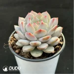 Echeveria Jade Hibiscus - Image 3