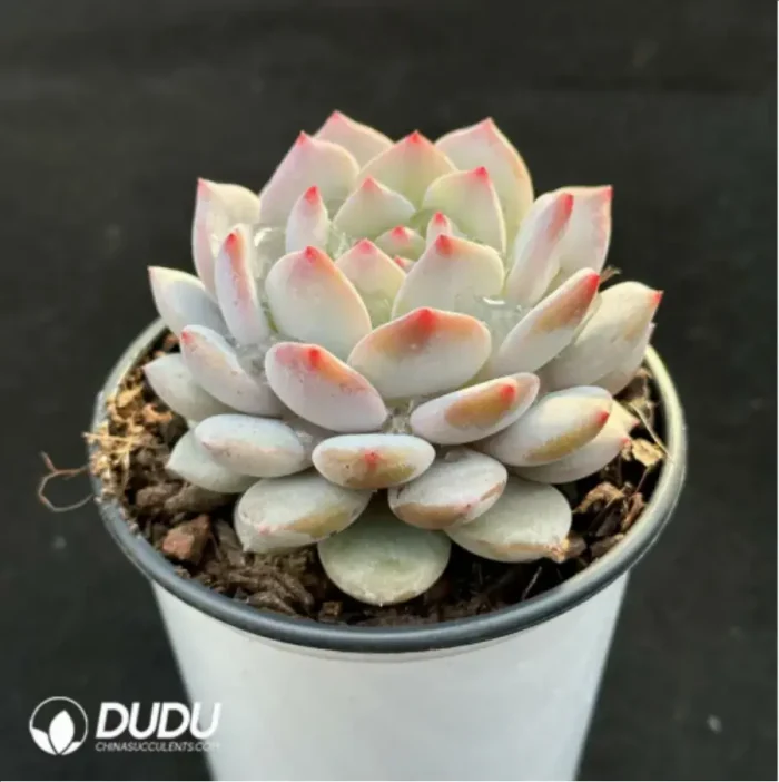 Echeveria Jade Hibiscus - Image 3