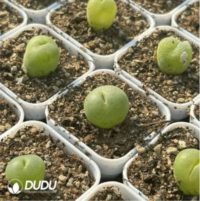 Conophytum-pillansii - Image 3