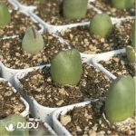 Conophytum-bilobum Neroli - Image 3