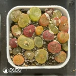 Conophytum-peento
Cut cake - Image 3