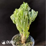 Crassula Ovata Gollum Variegated - Image 3