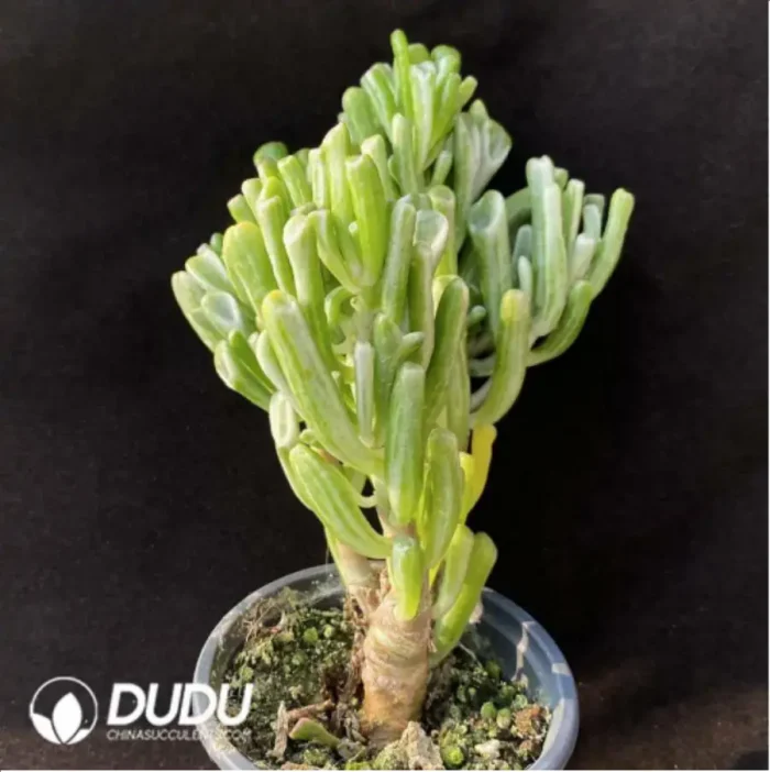 Crassula Ovata Gollum Variegated - Image 3