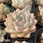 Echeveria Cream beauty - Image 3