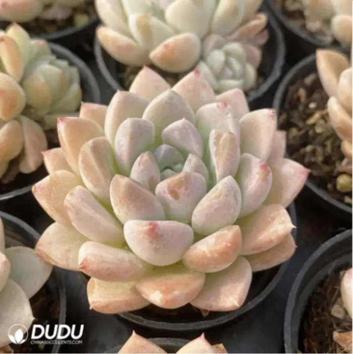 Echeveria Cream beauty - Image 3