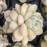 Echeveria Milky Double - Image 3