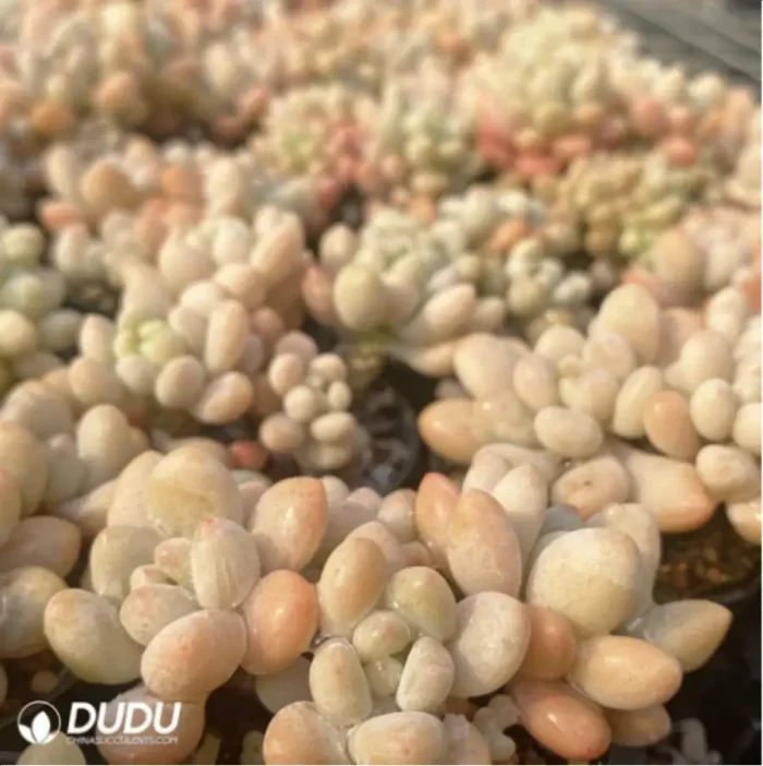 Graptopetalum Rococo Clustering - Image 3