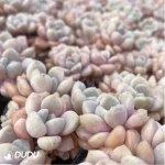 Graptopetalum Spotted deer Clustering - Image 3