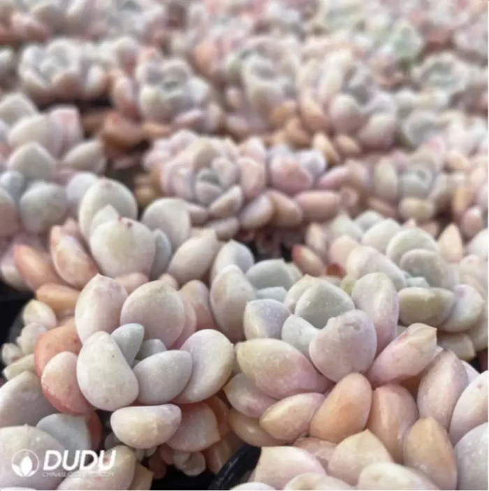 Graptopetalum Spotted deer Clustering - Image 3