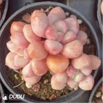 Graptopetalum Haru urara clustering - Image 3
