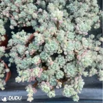 Graptopetalum Raul Clustering - Image 3