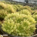 Haworthia  cymbiformis f. variegata clustering - Image 3