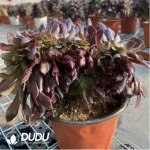 Aeonium Arboreum Velour European NO.6 - Image 3