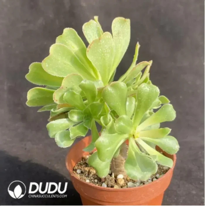 Conophytum Snowflake Magnet Wind Chime Jade Mother Plant - Image 3