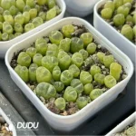 Conophytum-Fenglingyu Mix Color Lithops - Image 3