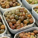 Conophytum-Fenglingyu Mix Color Lithops - Image 3