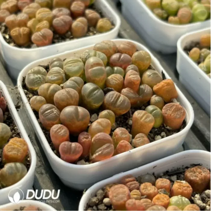 Conophytum-Fenglingyu Mix Color Lithops - Image 3