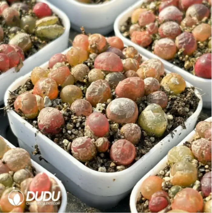 Conophytum-Chaomao - Image 3